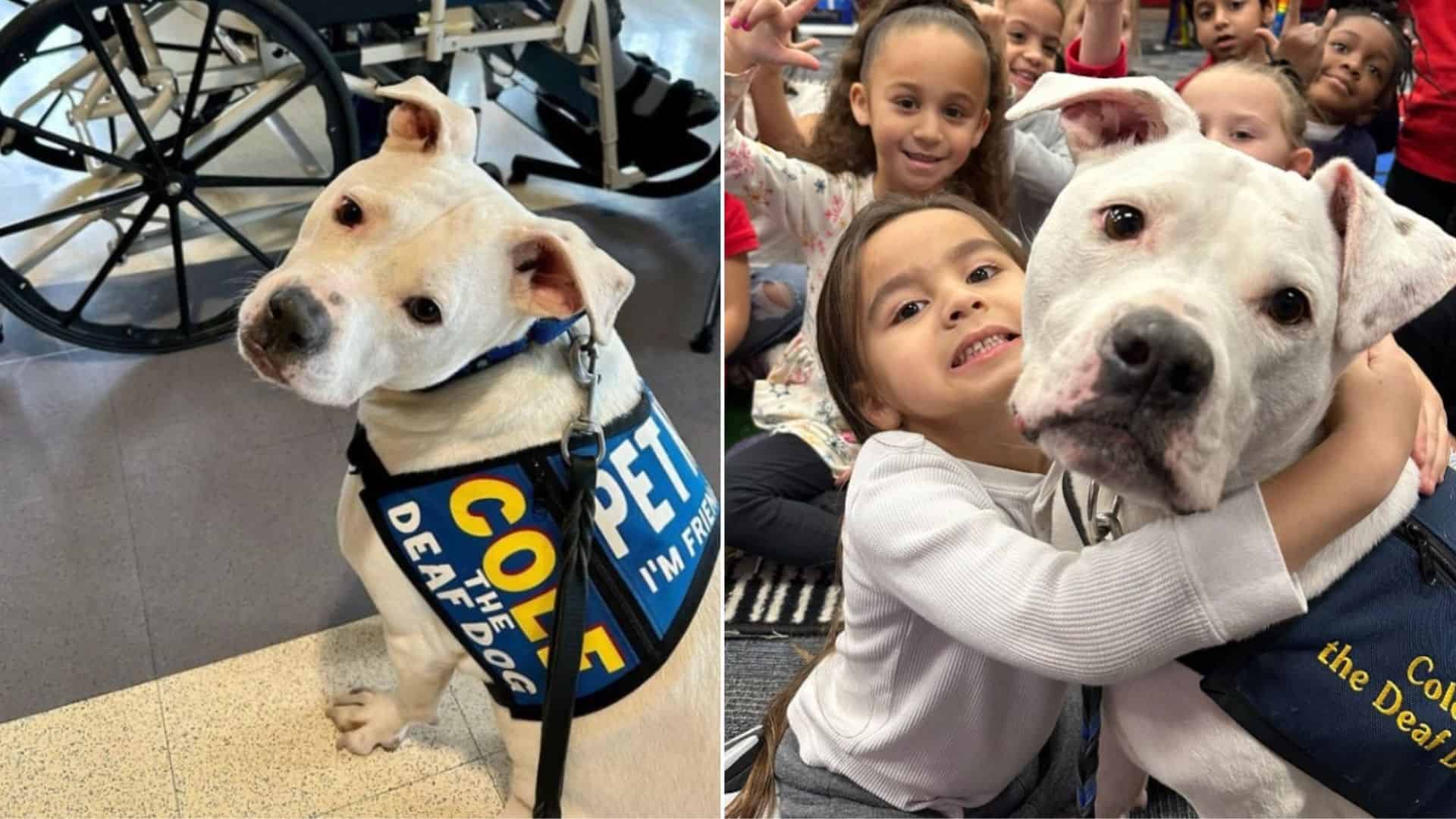 therapy dog who was born deaf