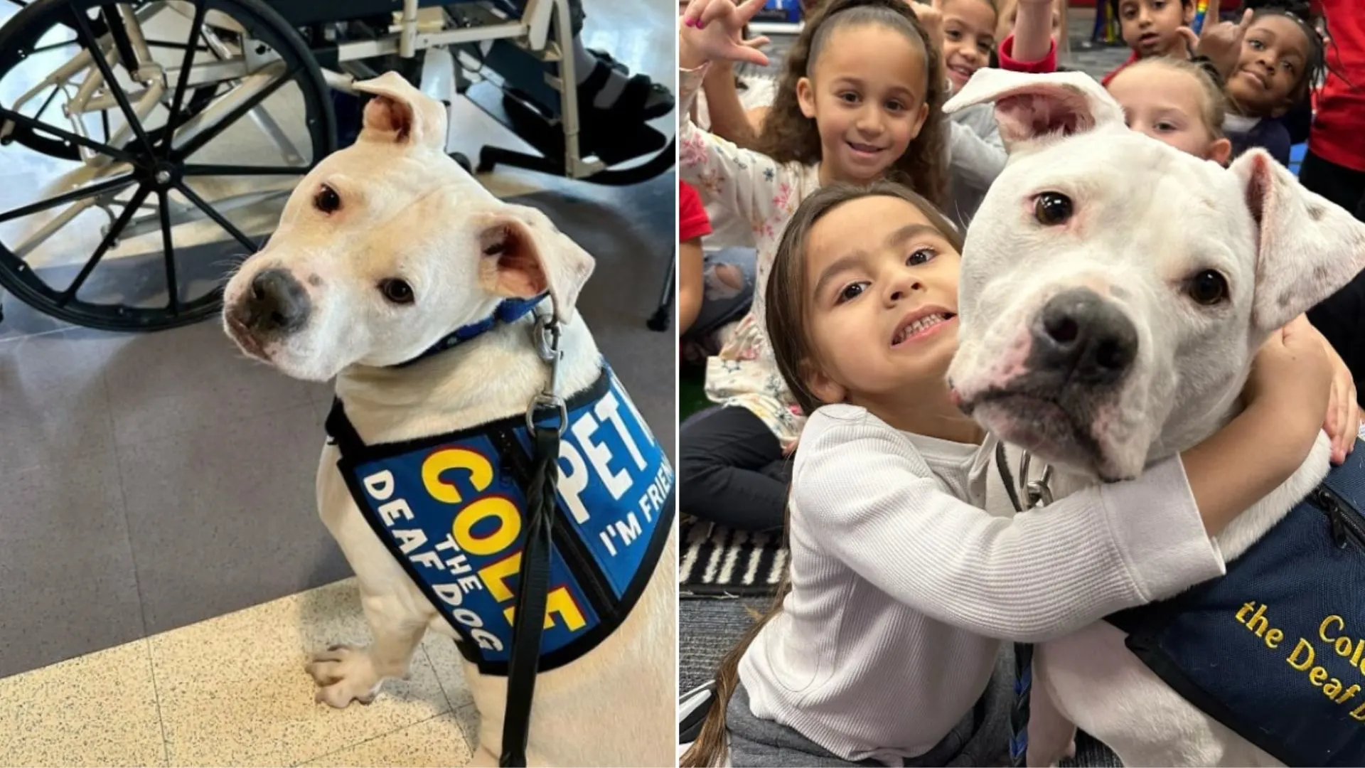 Deaf Pittie Beats All The Odds And Becomes A Therapy Dog
