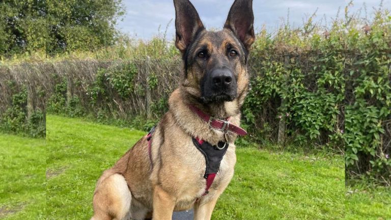 a German shepherd who spent his life in a kennel