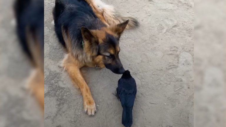 german shepherd dog with crow
