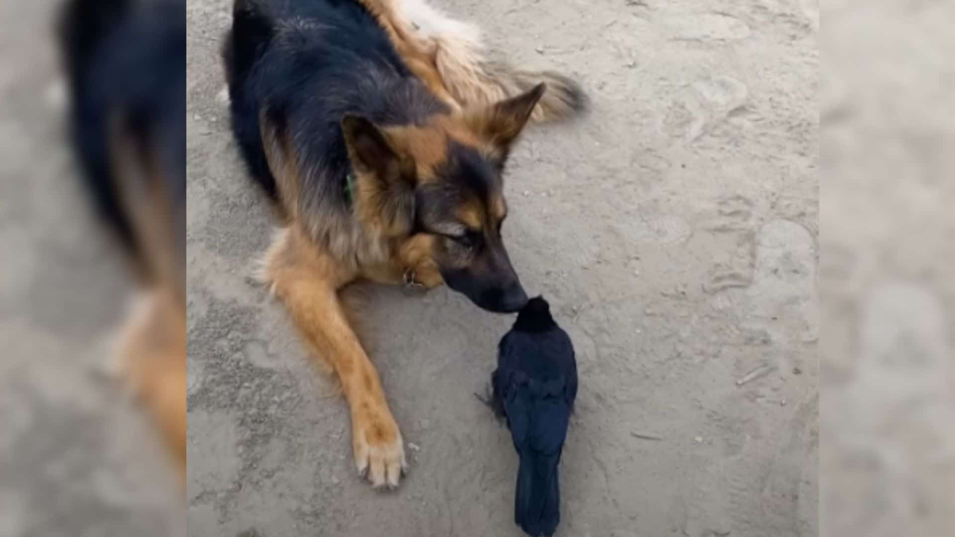 german shepherd dog with crow