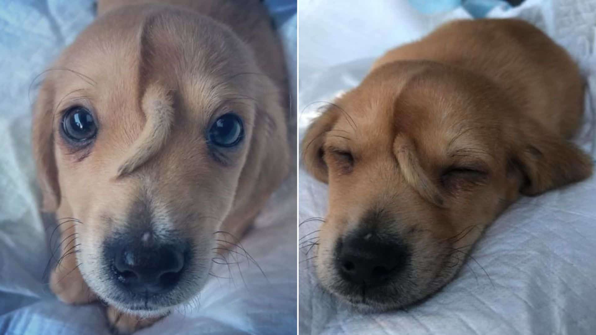 puppy with unicorn tail