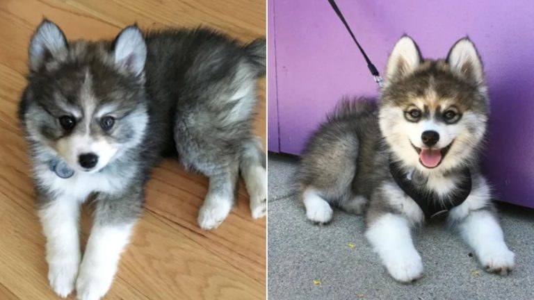 norman the adorable pomsky