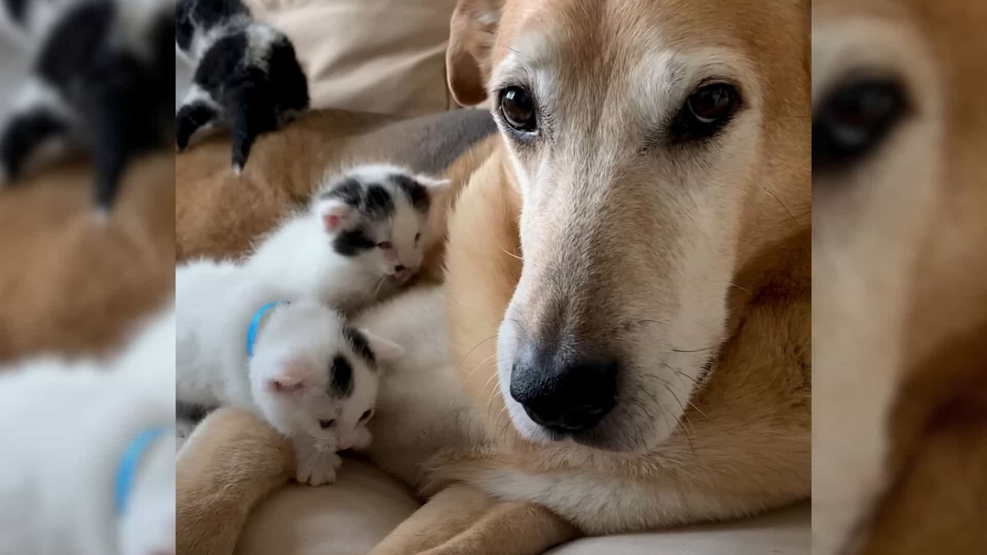 dog babysits blind kittens