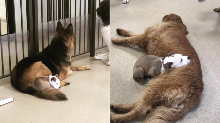 the puppy naps on fluffy dogs
