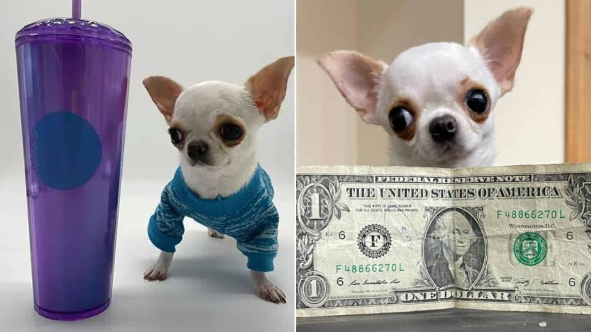 It’s Official, Pearl Is The World’s Tiniest Dog Weighing Only 1.22 Pounds