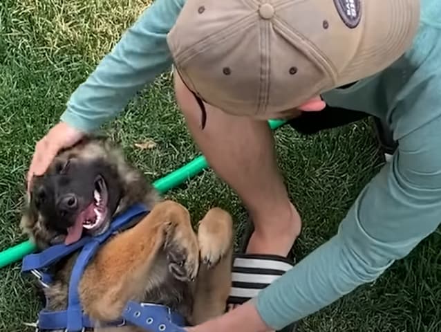 Timber receiving pets from new owners