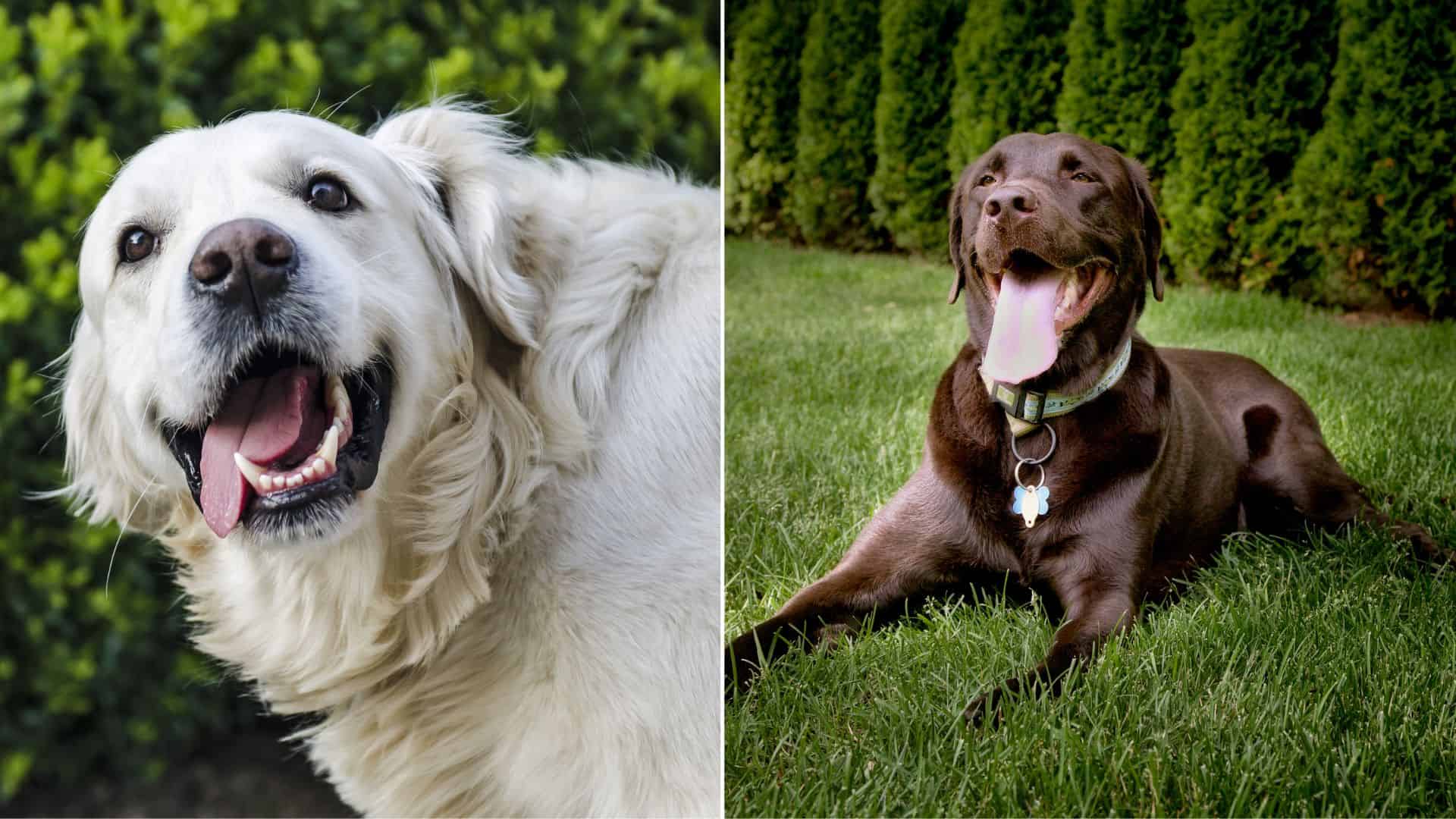 white golden retriever and chocholate labrador