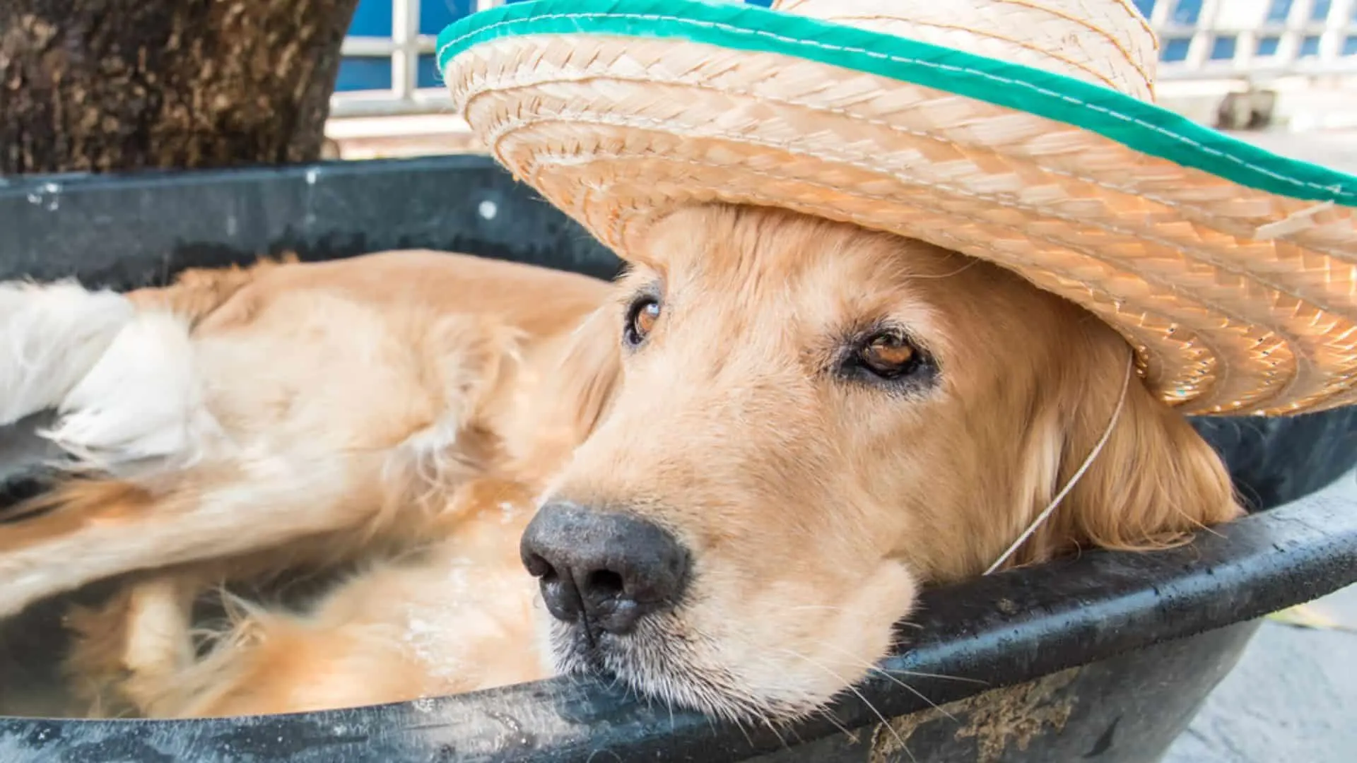 dog wearing a hat in the summer