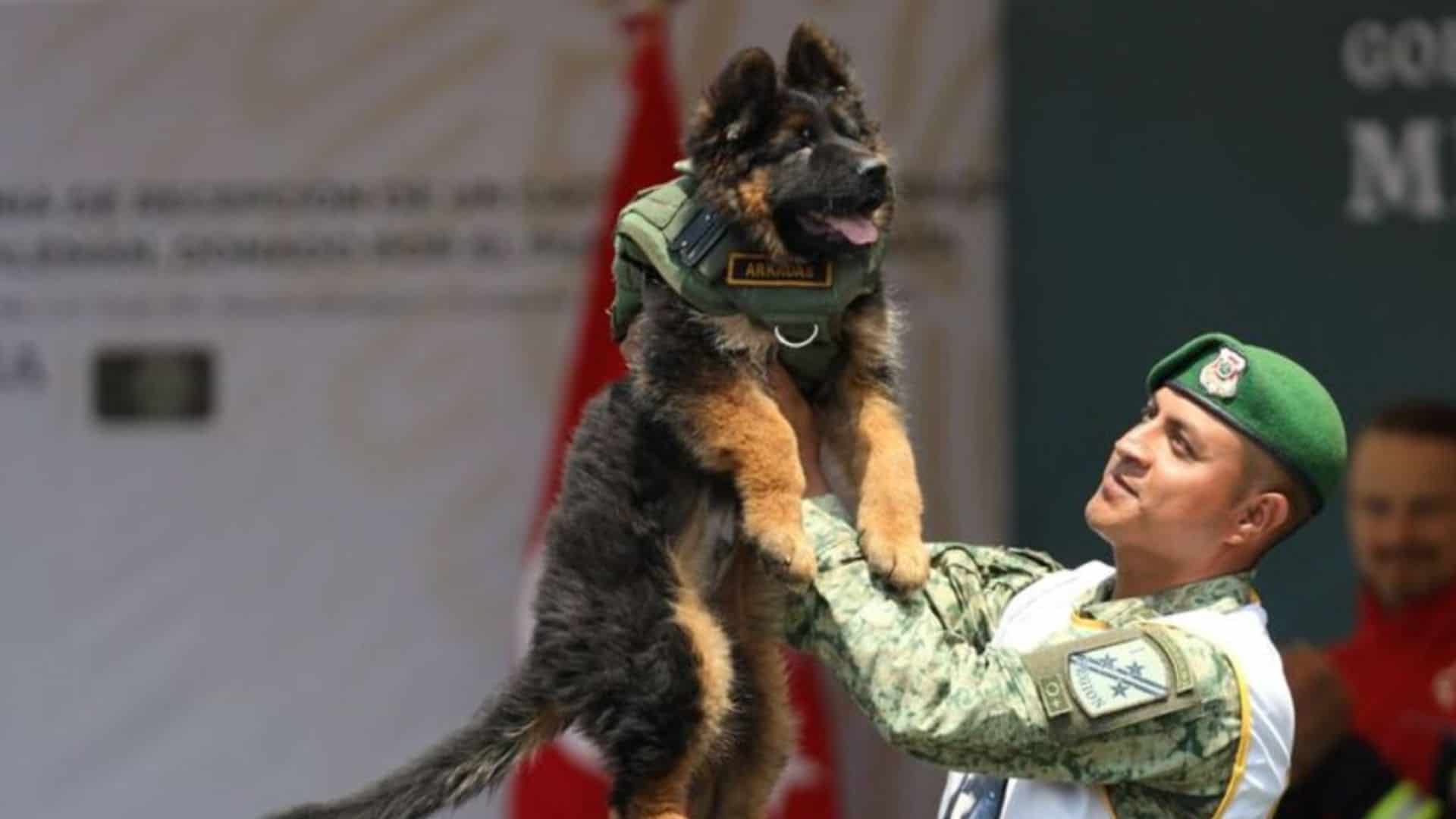 military man holding german shepherd