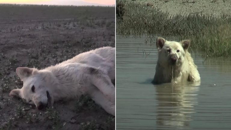 white german shepherd dog