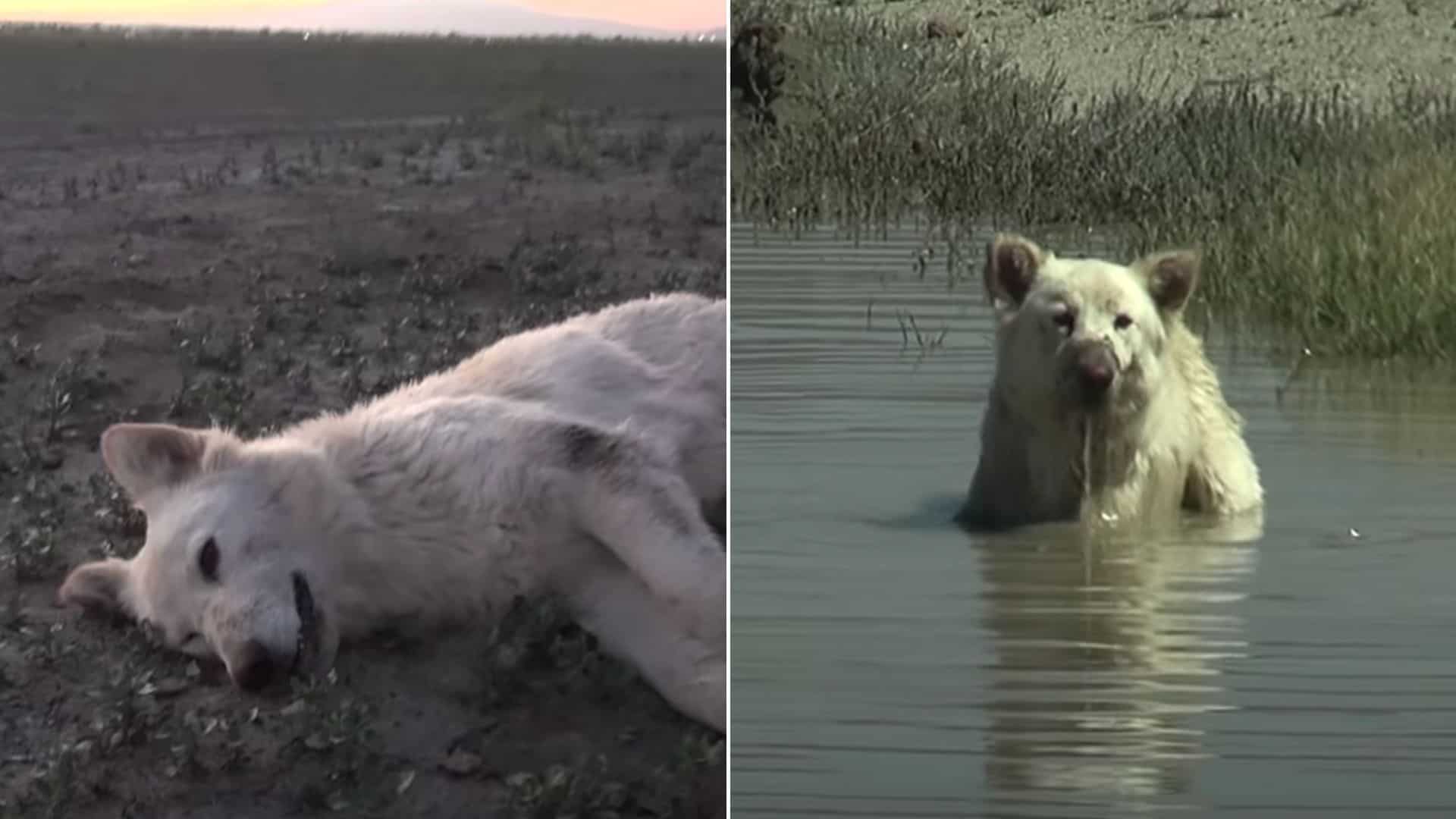 A Beautiful White German Shepherd Finally Rescued From A Hot Desert