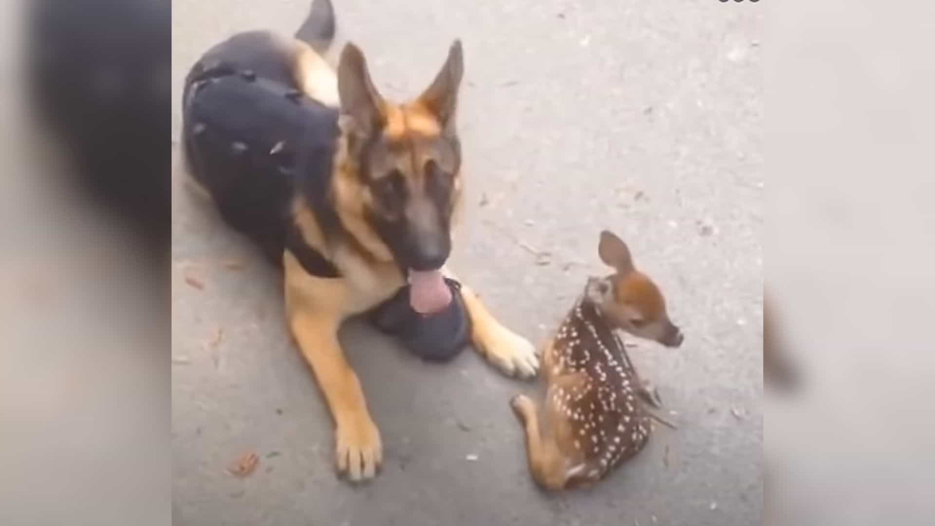 german shepherd dog and fawn lying on the road