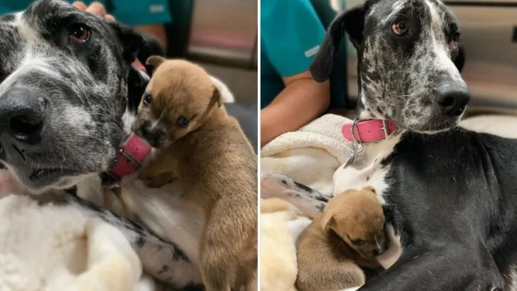Watch This 100-Pound Great Dane Being A Great Mama To All Special Needs Puppies