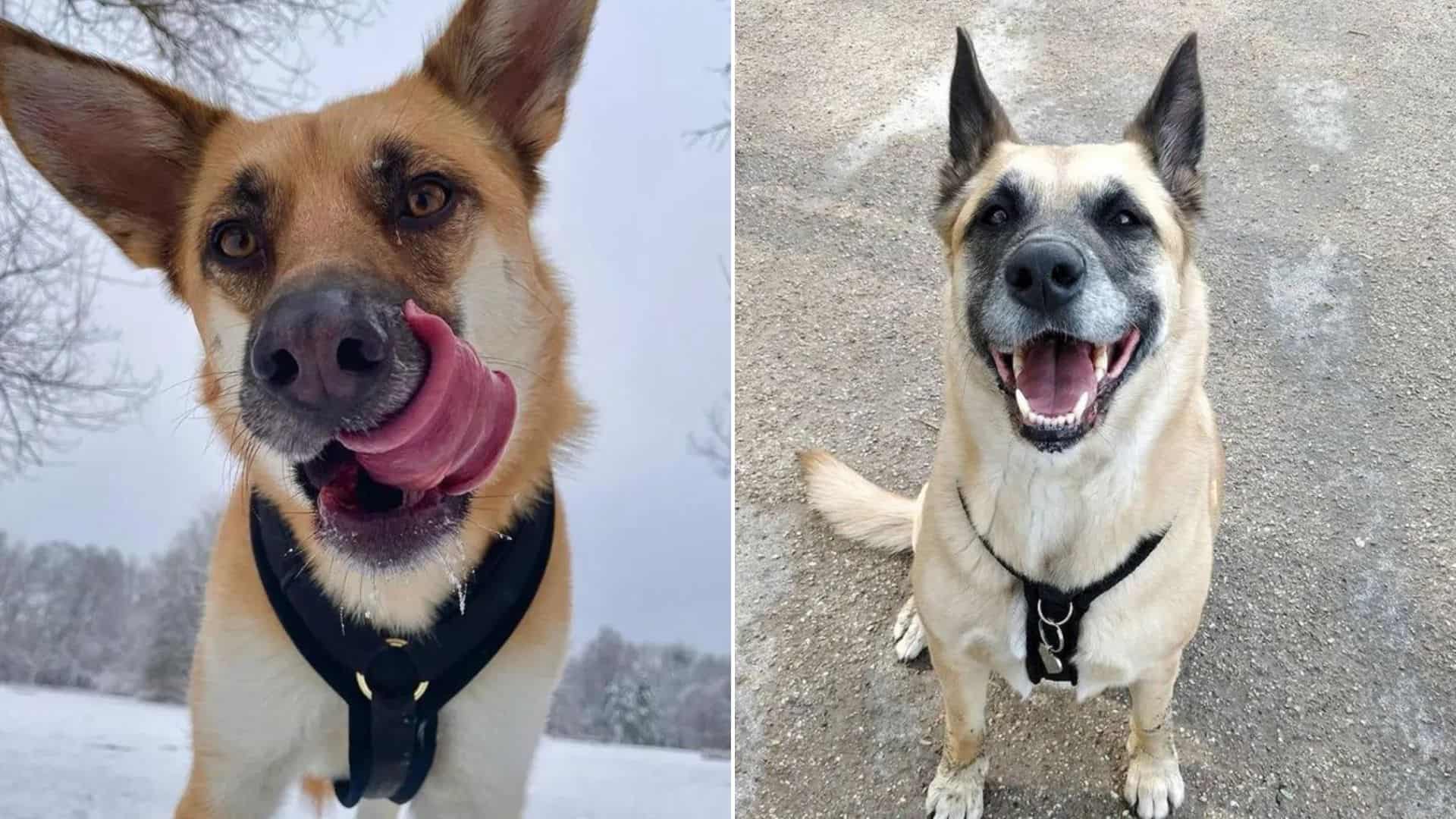 shepkita, german shepherd and akita mix