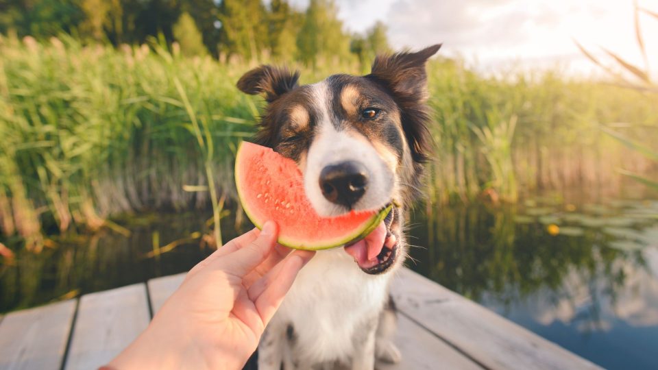 Image showcasing Which Summer Fruits Are Safe For Dogs To Eat, And Which Are Toxic?