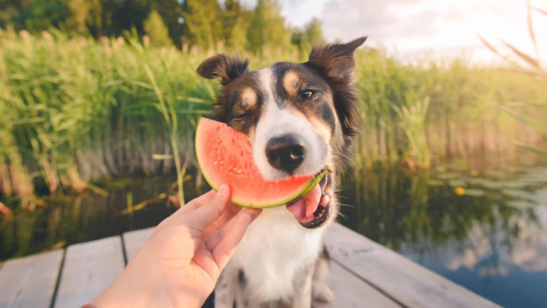 dog eating watermelon