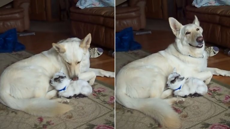 a white German shepherd petting a dwarf goat