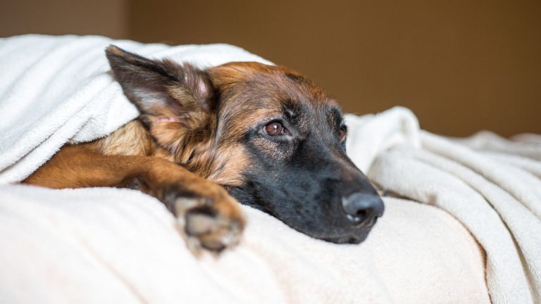 german shepherd sleeping under the cover