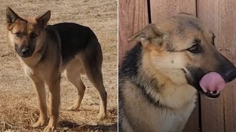 photo of a rescued german shepherd