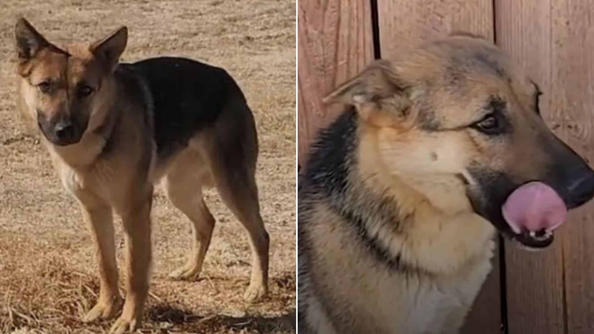 photo of a rescued german shepherd