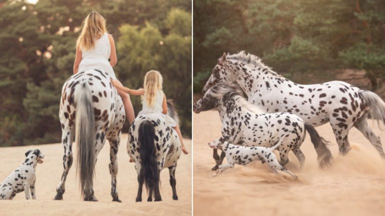 dalmatian adopted into a horse family