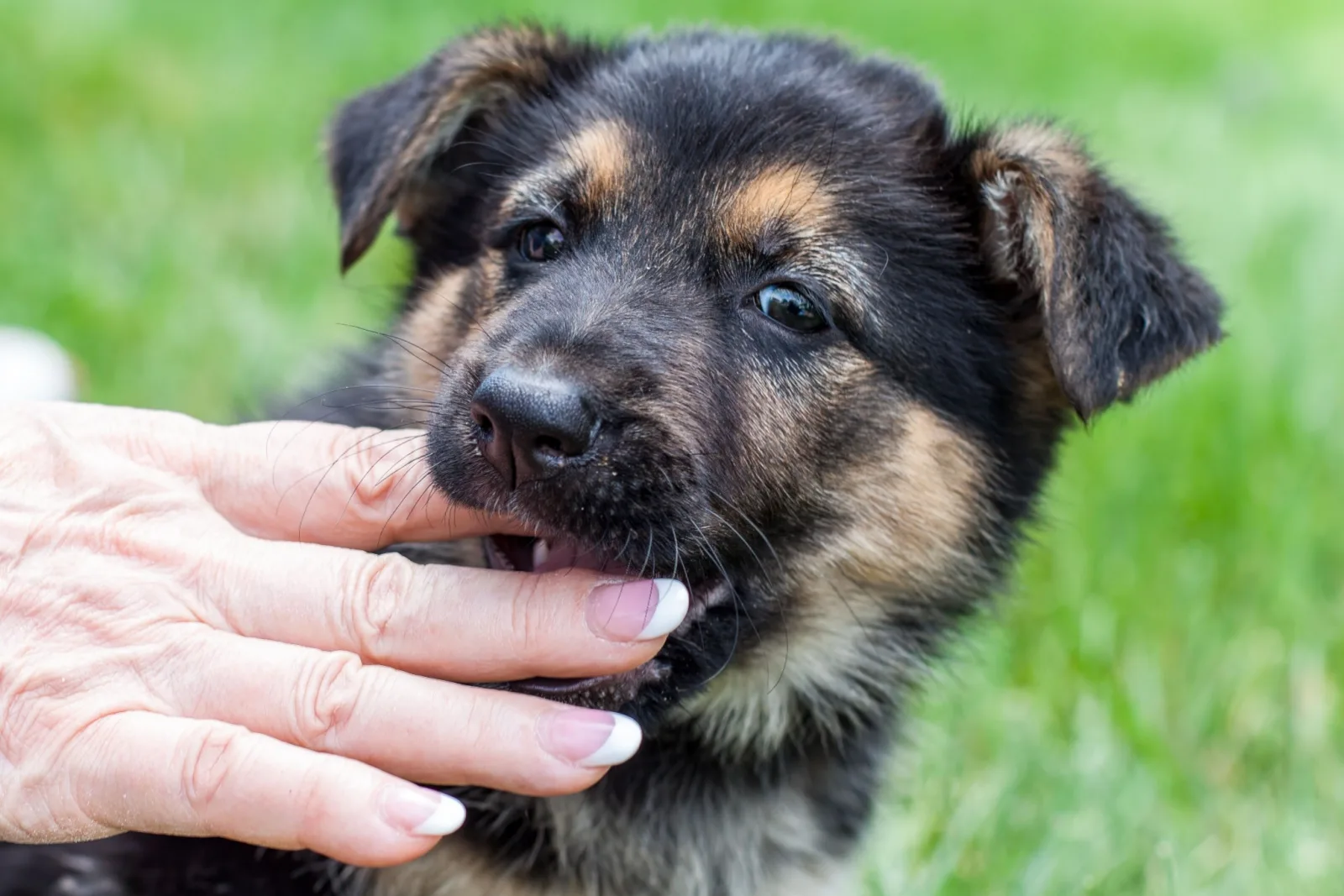 Young German Shepherd Puppy Chewing on Female Hand