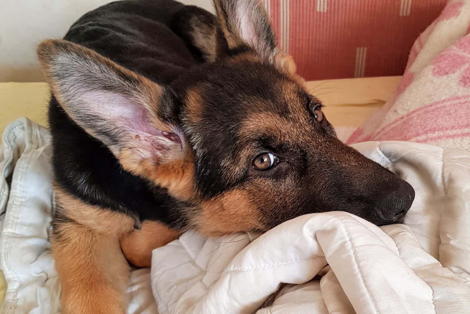 a German shepherd is lying leaning on a quilt