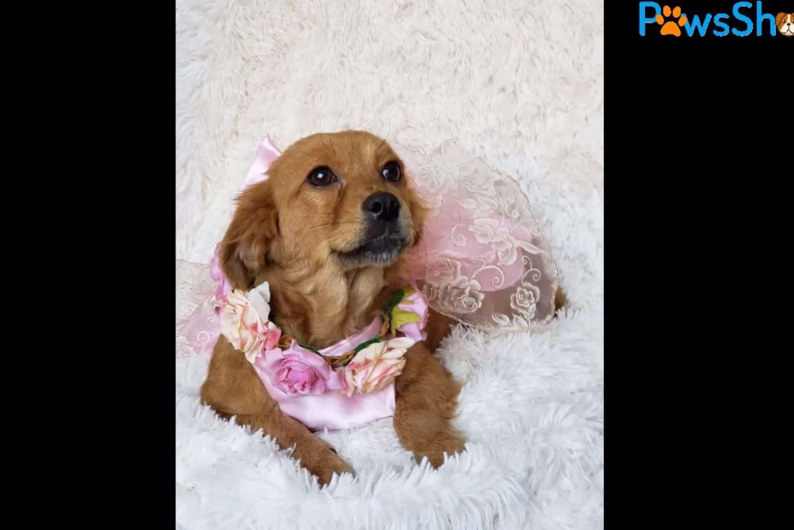 a beautiful dog lies on the bed and looks at the camera