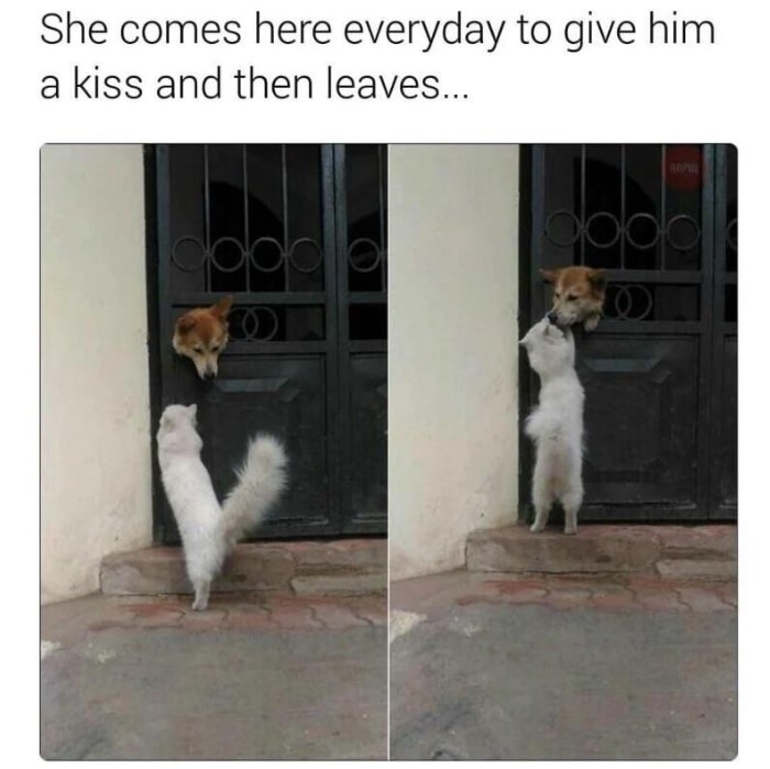 a cat comes to greet a dog every day
