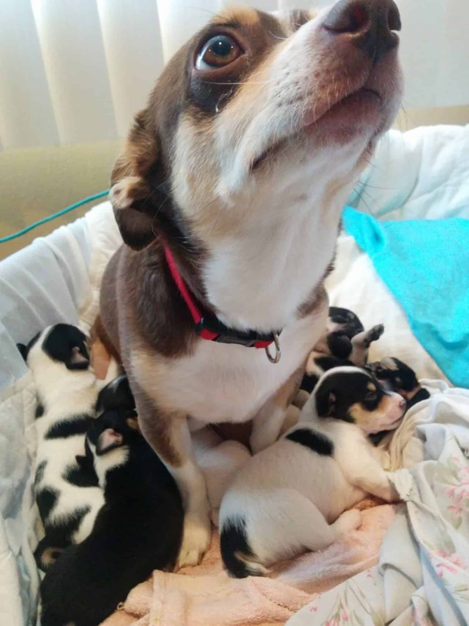 a dog and her puppies lying beside her in the bed