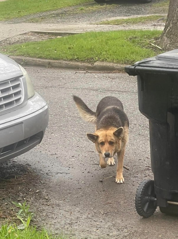 a dog walks down the street