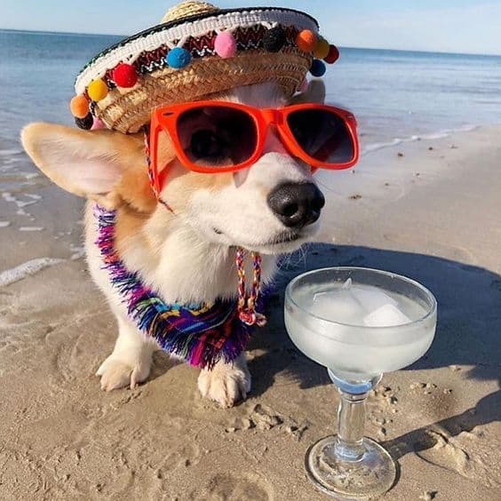 a dog with a hat and glasses sits on the beach