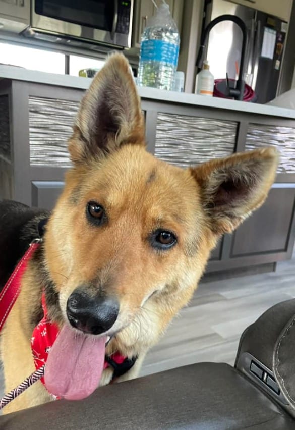a dog with its tongue sticking out in front of the camera