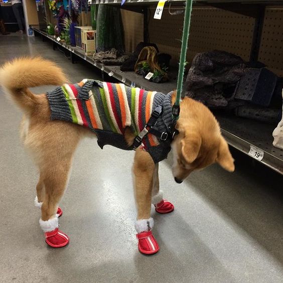 a dog with slippers on his feet