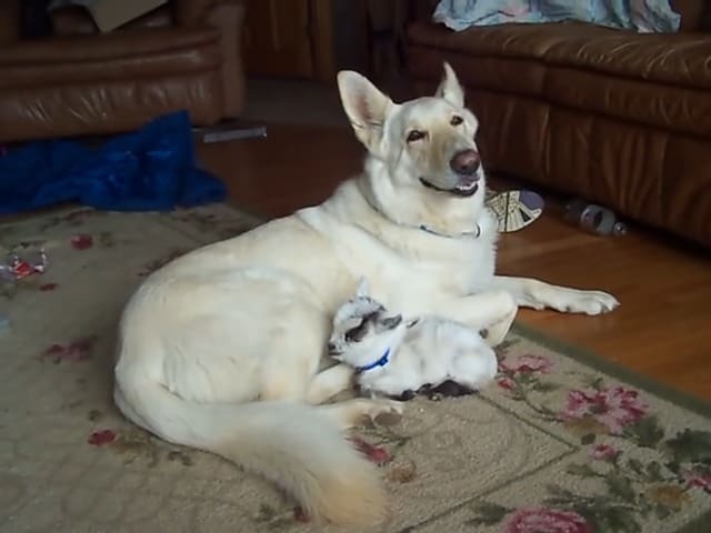 a dwarf goat lies next to a white shepherd
