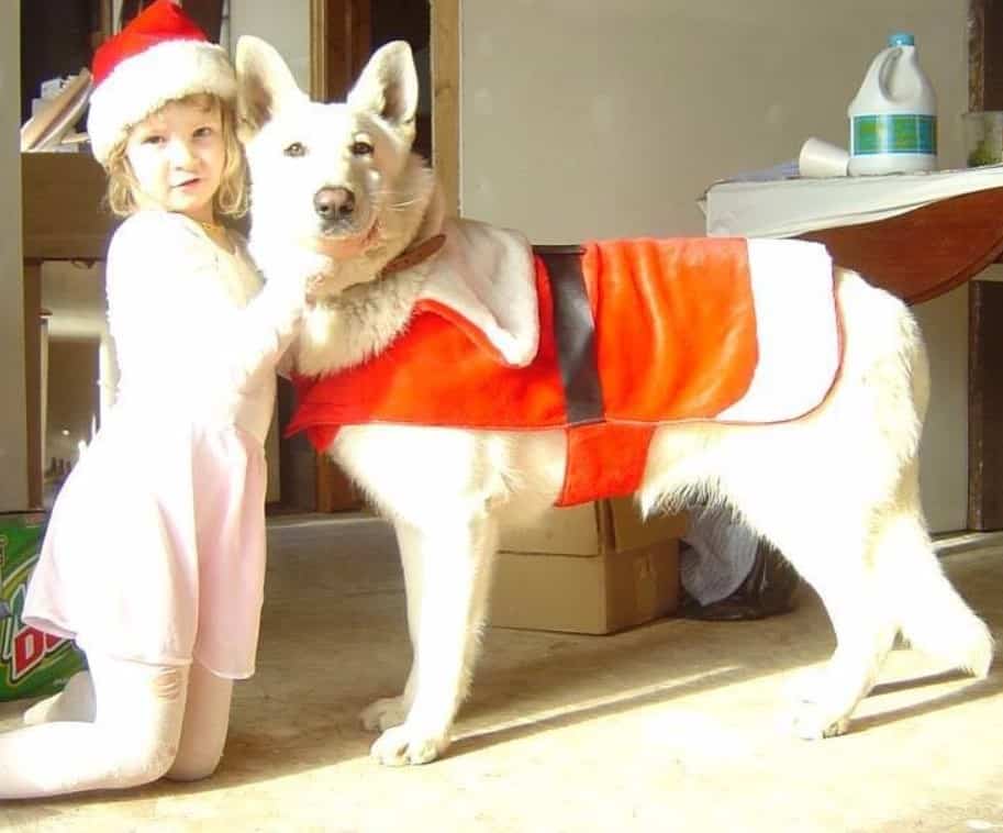 a little girl hugs a white German shepherd