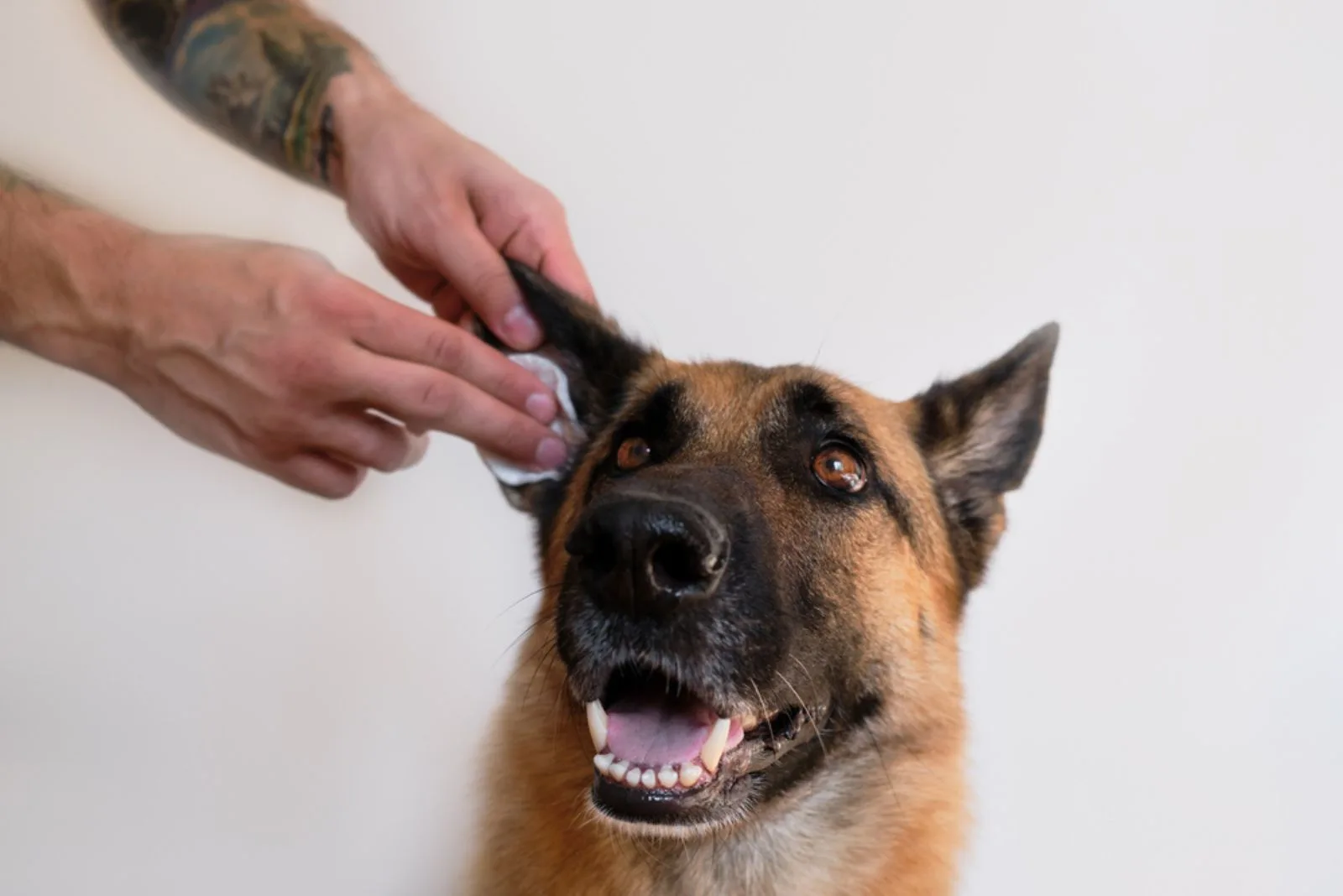 a man cleans dogs ears with cotton swab at home