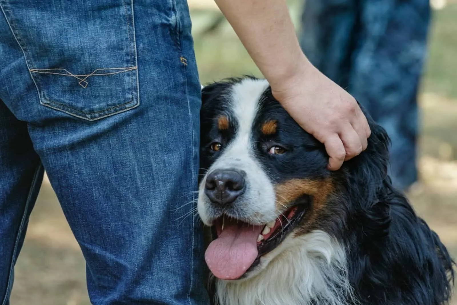 a man strokes a bernese mountain dog while walking in the park