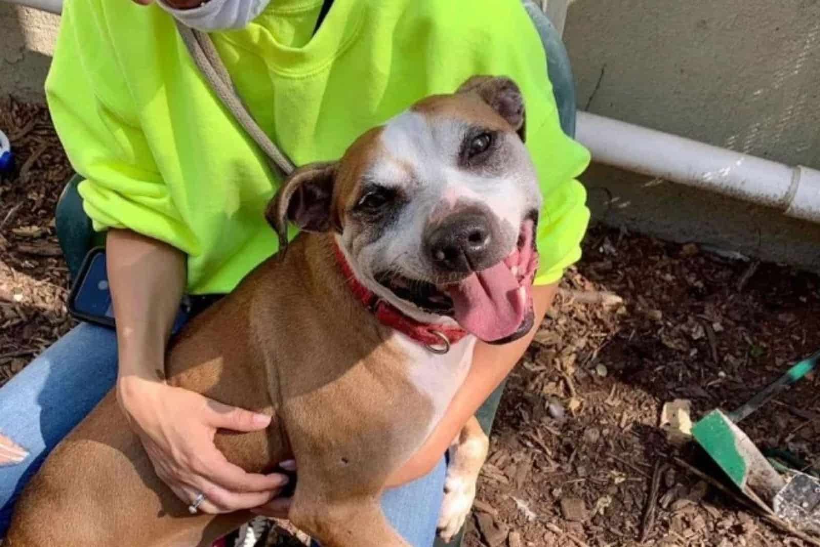 a rescued dog in a woman's arms