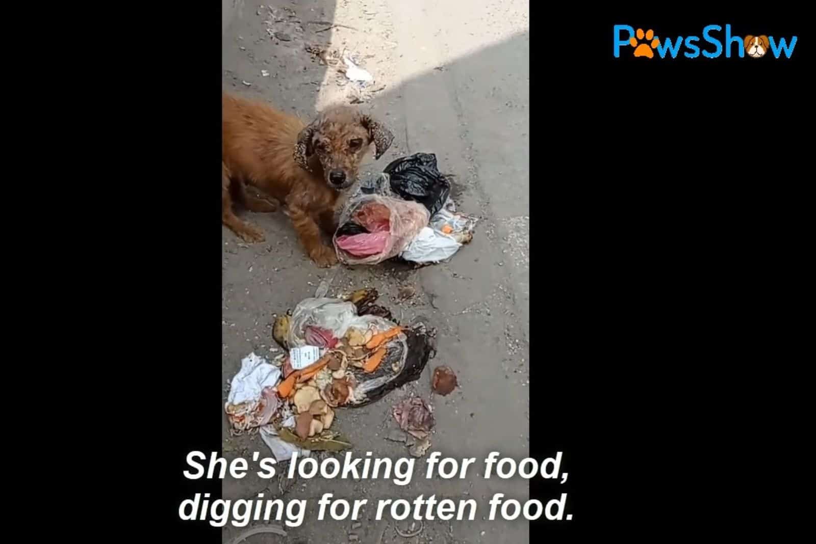 a starving dog digs through the trash
