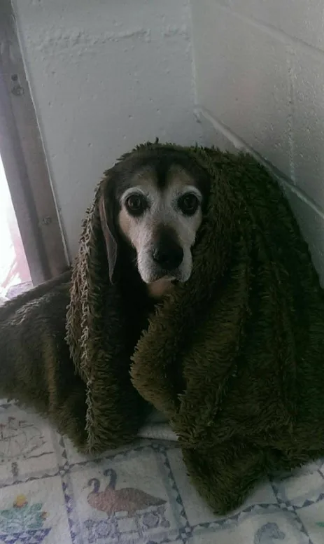 a wet Beagle sits wrapped in a blanket