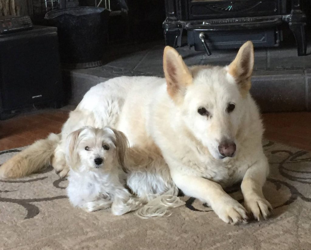 a white German shepherd lies with a dog on the carpet