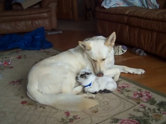 a white shepherd petting a goat
