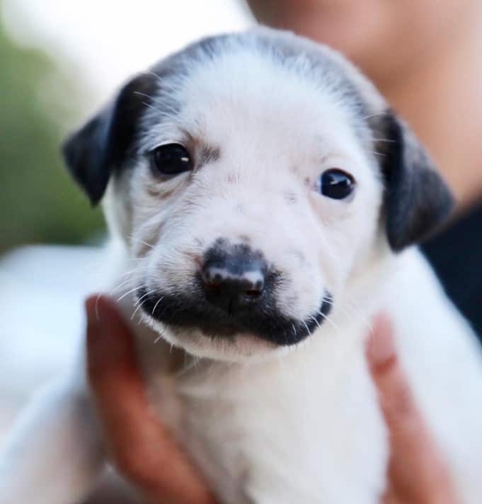 a woman holds a whiskered puppy in her hand