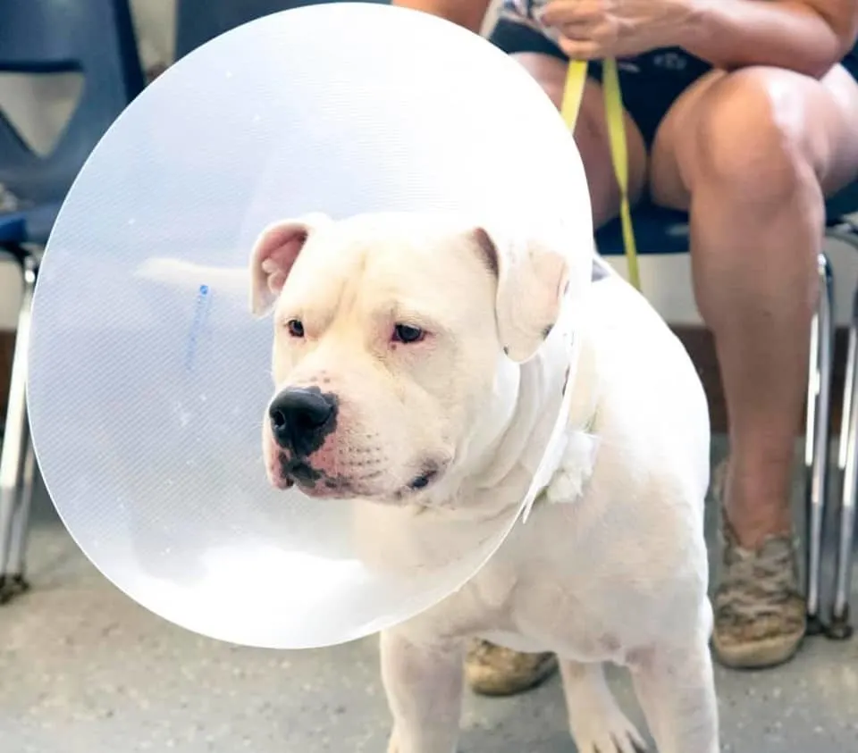 una mujer sostiene a un perro enfermo con una correa