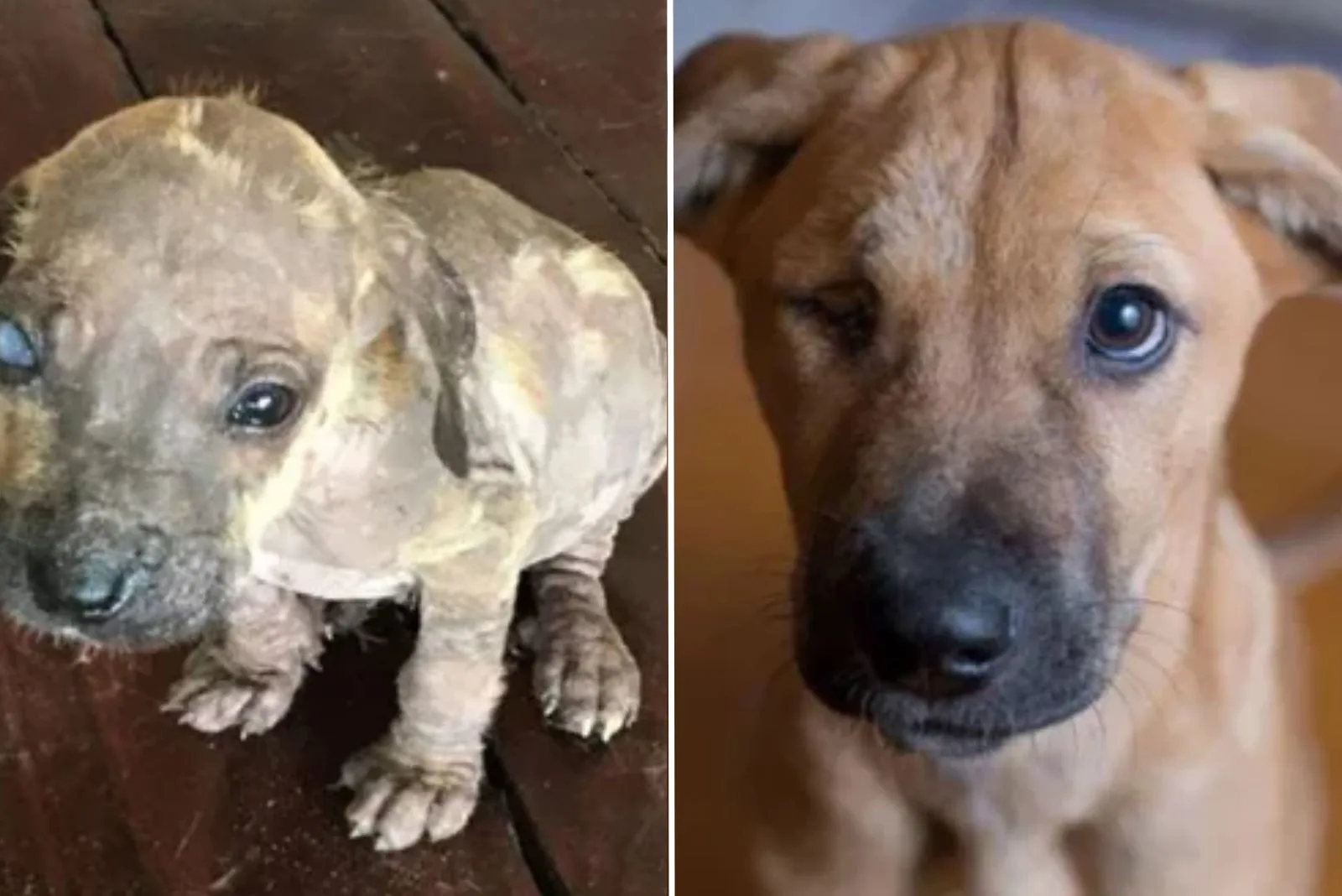 abandoned brown puppy before and after adoption