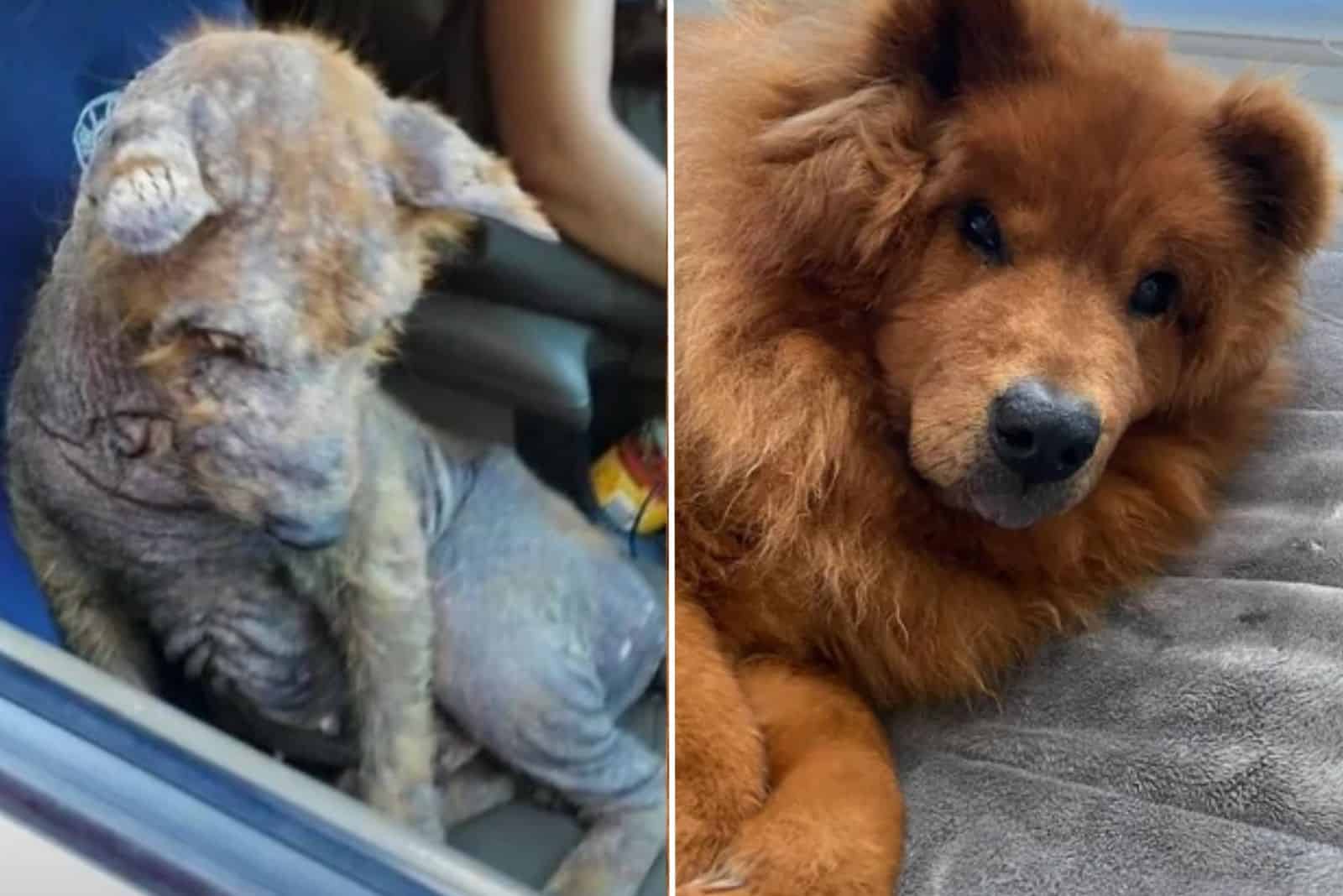 abandoned puppy before and after adoption