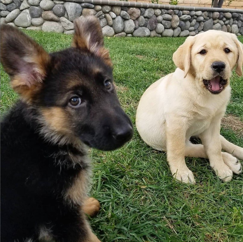 adorable german shepherd and labrador puppies