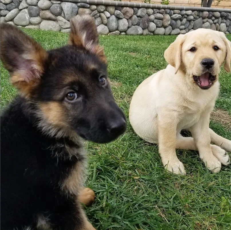adorable german shepherd and labrador puppies